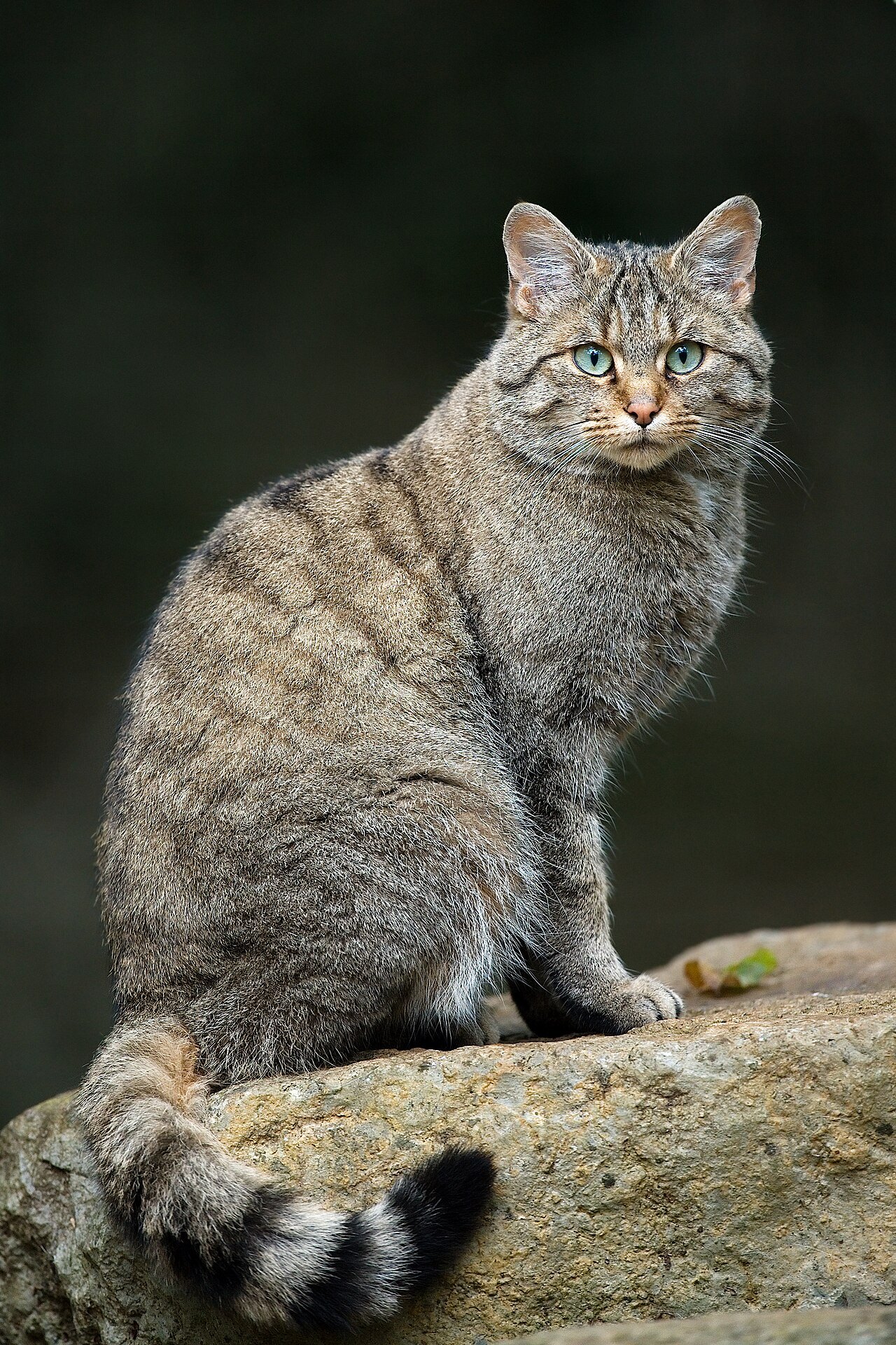Кавказский лесной кот — фото породы