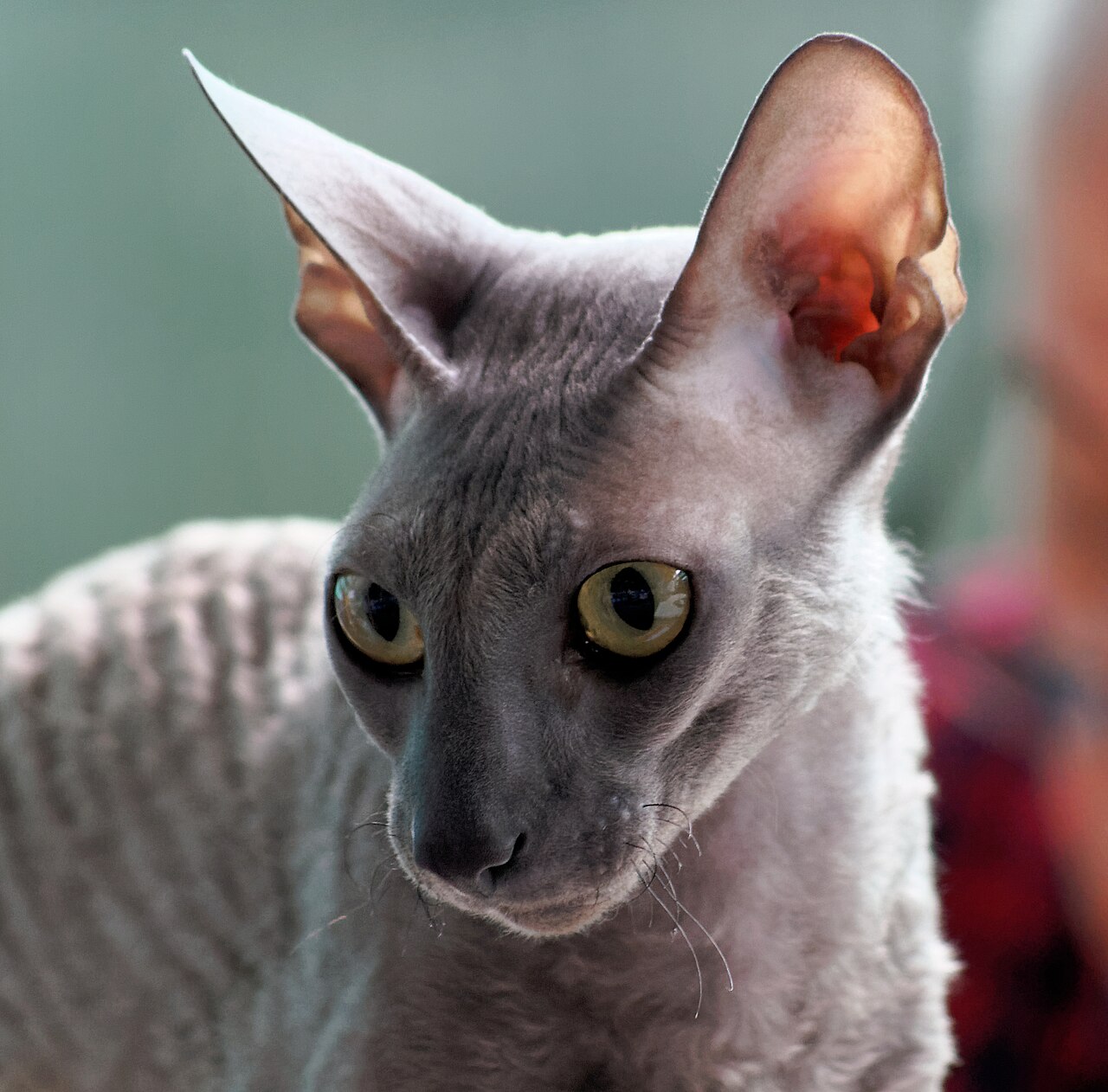 Корниш-рекс