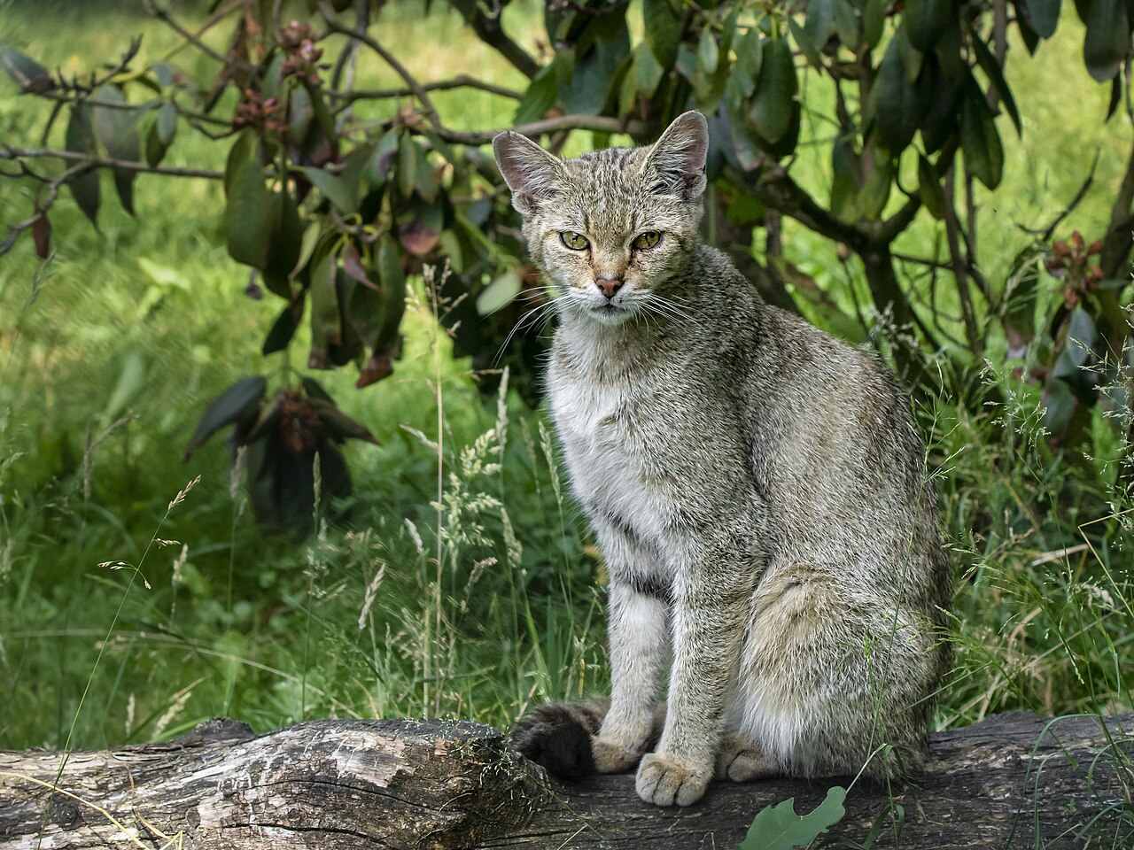 Лесной кот — фото породы
