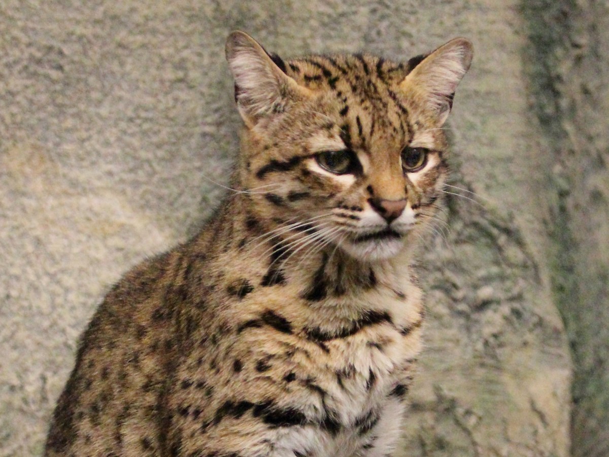 Кошка Жоффруа — фото породы