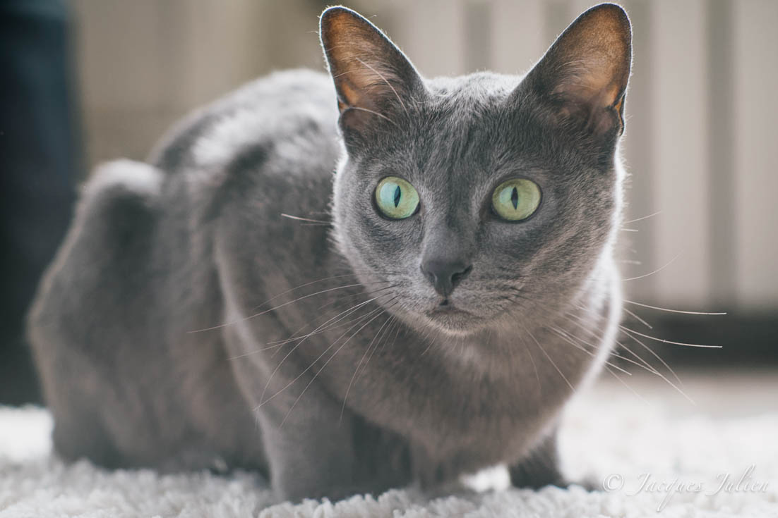 Корат