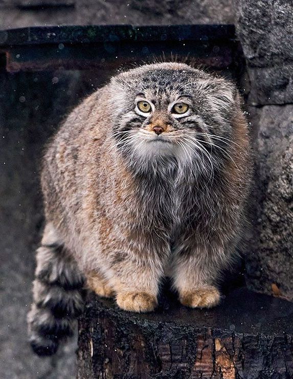 Манул (Палласов кот)