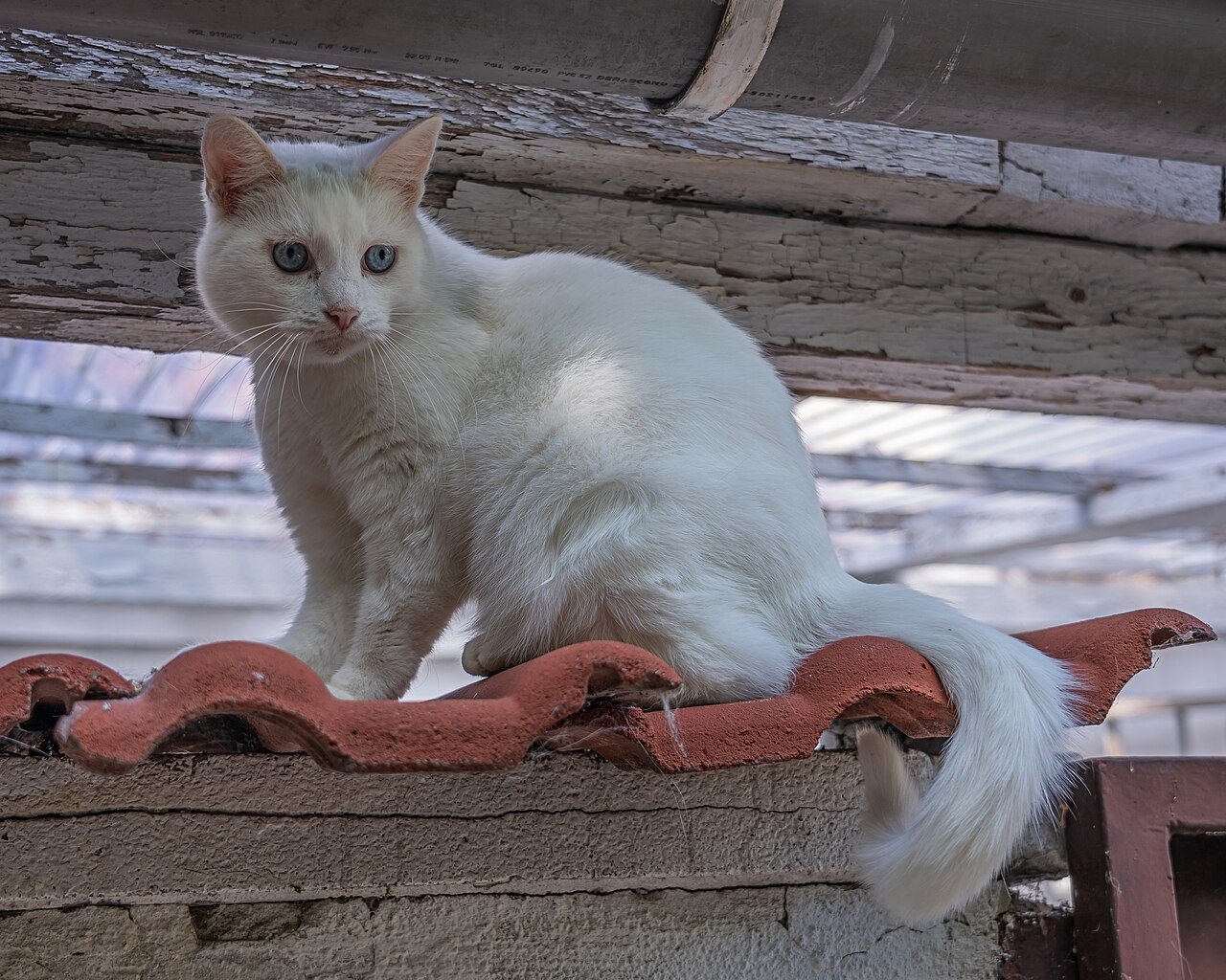 Турецкая ангора